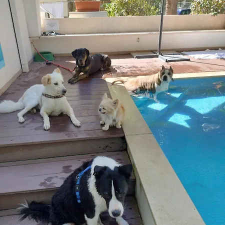 Kristalex Pet Family Hotel